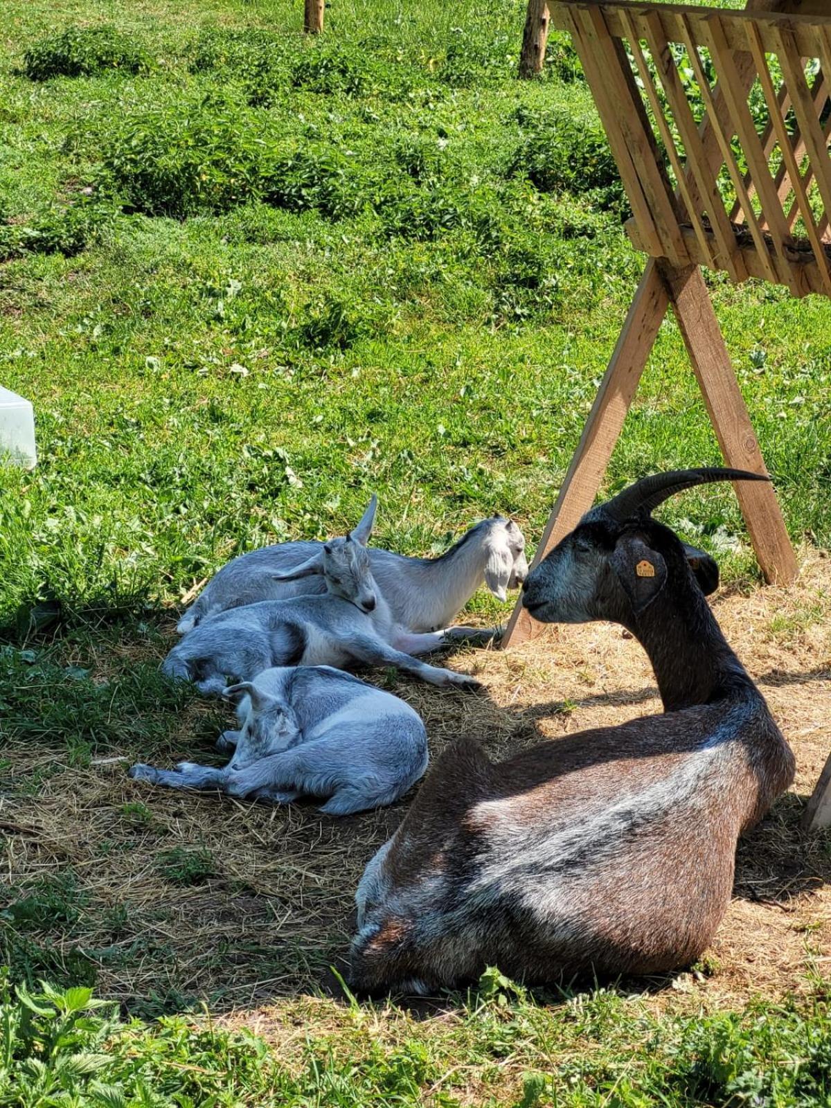 Farm stay Nasza Bajka Pieniezno